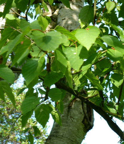 Shinybark Birch (Betula luminifera)