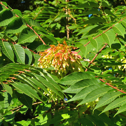 Tree Of Heaven (Ailanthus altissima winged)