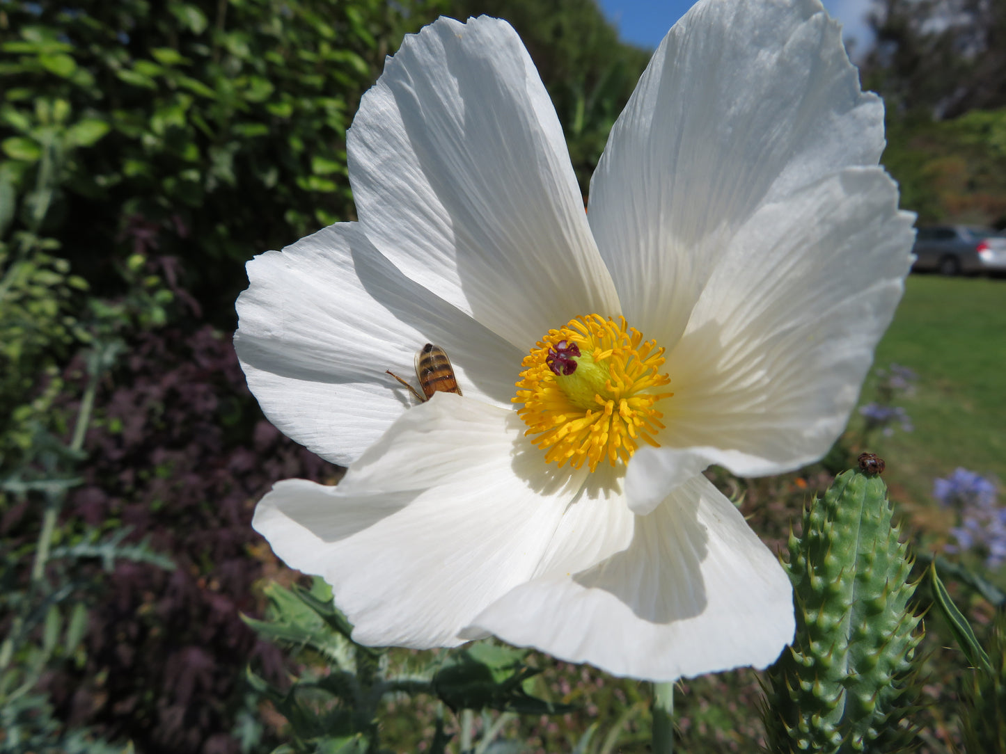 Hawaiian Poppy Smooth Pricklypoppy (Argemone glauca)