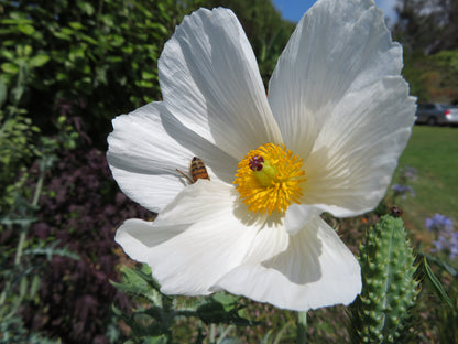 Hawaiian Poppy Smooth Pricklypoppy (Argemone glauca)