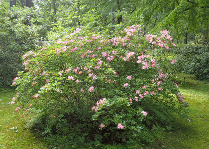 Smooth Azalea Azalea (Rhododendron arborescens)