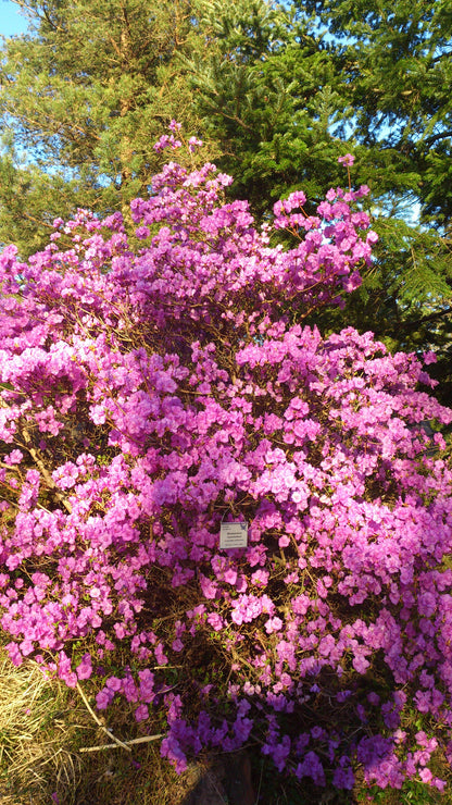 Korean Rhododendron (Rhododendron mucronulatum)