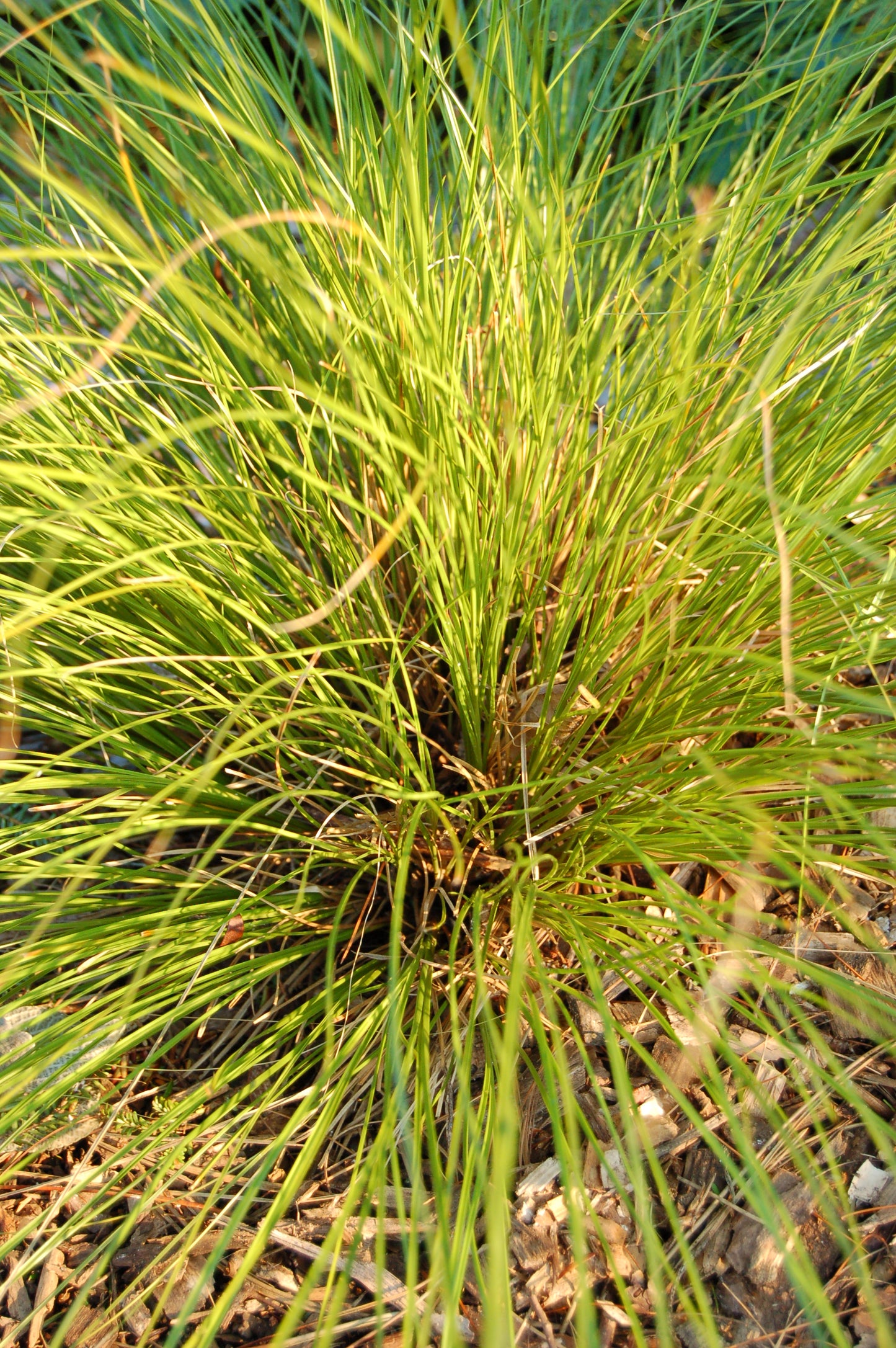 Orange Sedge Switch Speckled Sedge (Carex testacea)