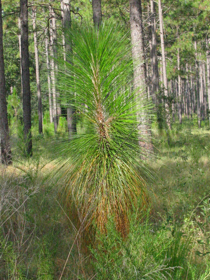 Spruce Pine (Pinus glabra)
