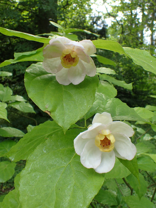 Chinese Sweetshrub Wax Shrub (Sinocalycanthus chinensis)