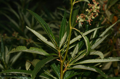 Bear Weed Yerba Santa Consumptive Balm (Eriodictyon californicum)