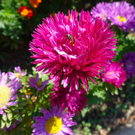 Powderpuff Aster (Callistephus chinensis 'Powderpuffs')