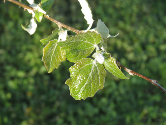 Abele Silver Poplar Silverleaf White Poplar (Populus canescens)