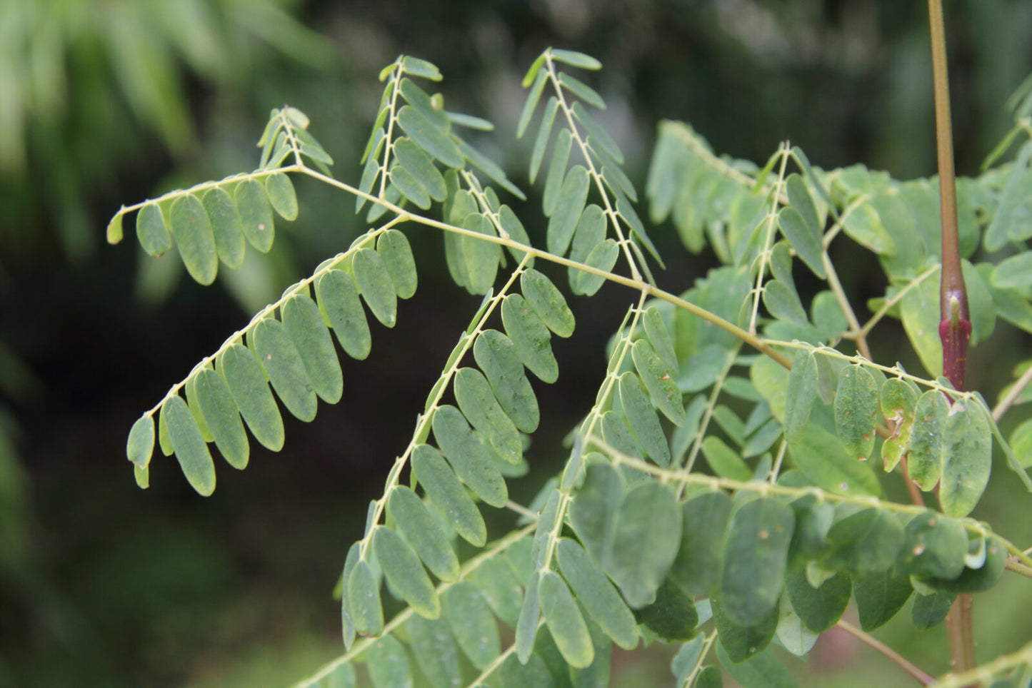 Chinese Coffee Tree, Soap Tree, Yunnan Bean (Gymnocladus chinensis)