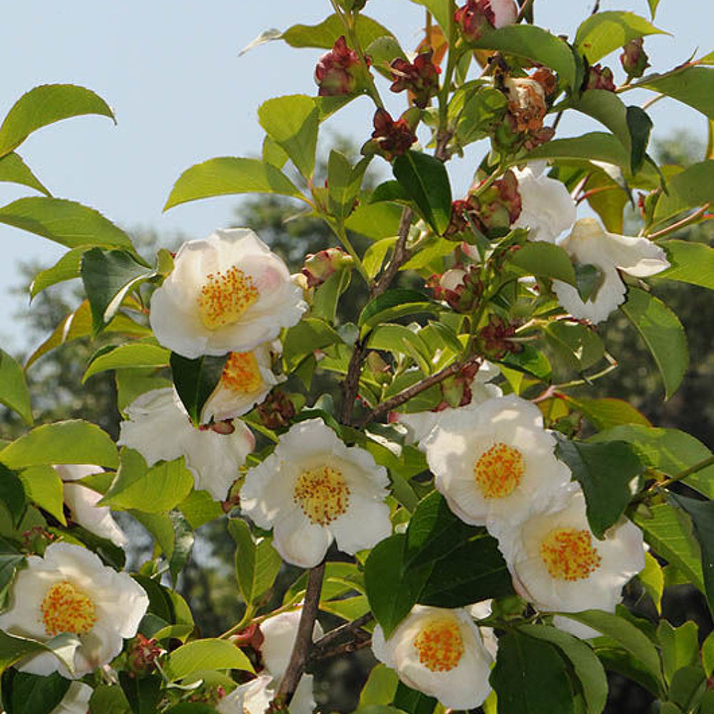 Sawtooth Stewartia (Stewartia serrata var. Pendula)