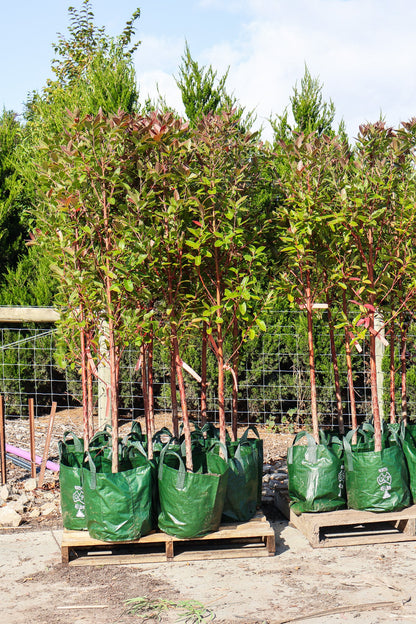 Swamp Mahogany Swampmahogany (Eucalyptus robusta)