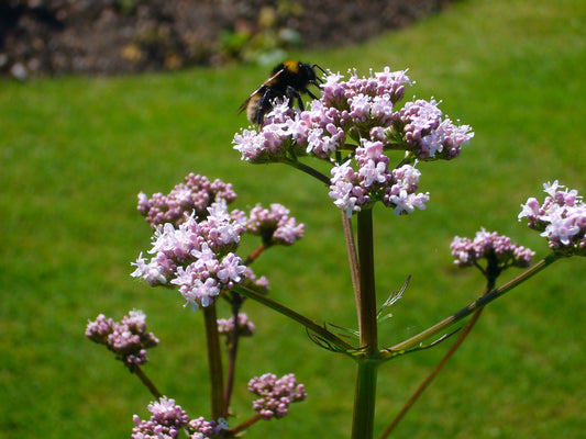 Common Valerian Garden Valerian (Valeriana officinalis)