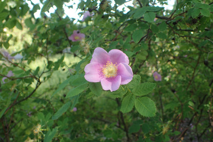 Amur Rose Cinnamon Daurian Rose (Rosa davurica)