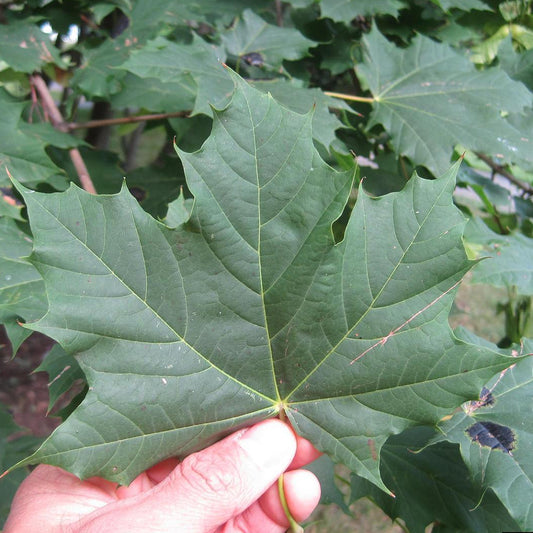 Norway Maple (Acer platanoides dewinged)